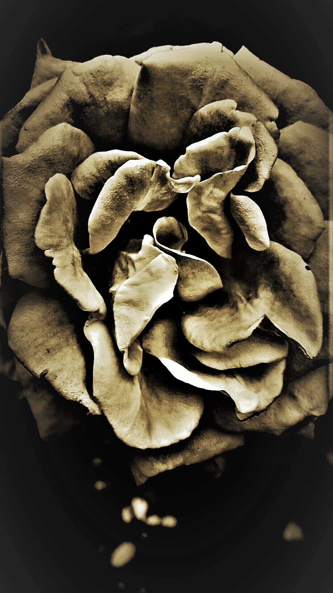 Golden Rose.png